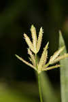 Diffused flatsedge